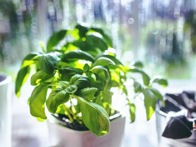 Plantas para cozinha: 8 espécies para um ambiente elegante